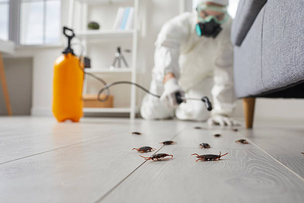 Commercial Kitchen Cockroach Control in Leander